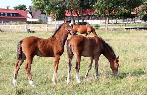 Foto: Beide Stutfohlen