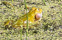 Foto Frosch