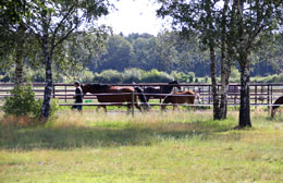 Foto Balougania mit Fohlen