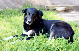 Foto Hunde