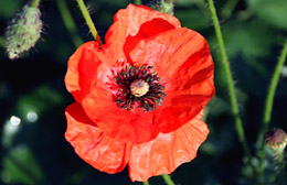 Foto Mohn