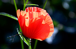 Foto Mohn