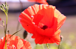 Foto Mohn