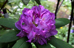 Foto Rhododendron