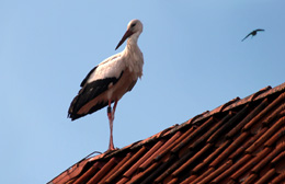 Foto Storch