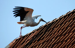 Foto Storch