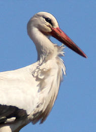 Foto Storch